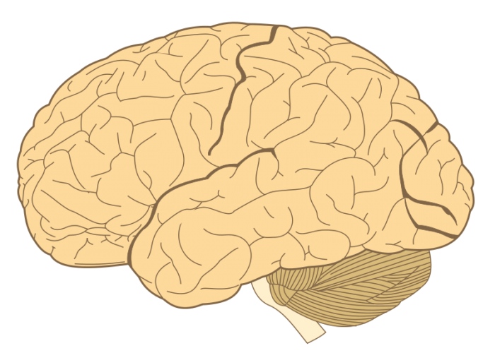 科学家通过重新编程关键免疫细胞以对致命脑癌发起攻击